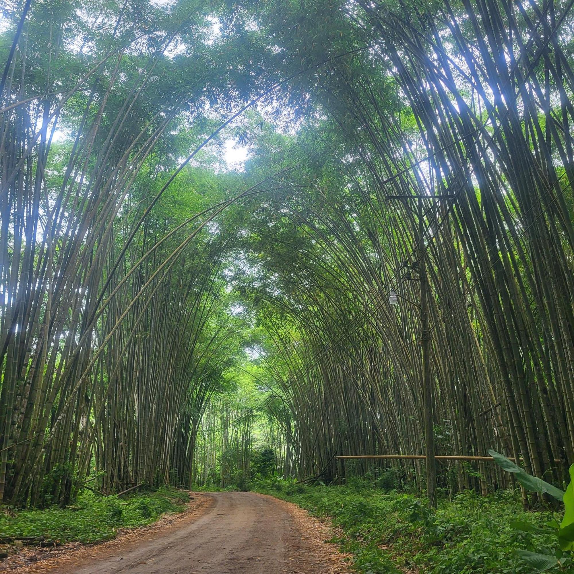 Madre Terra Bed & Breakfast Uvita Ngoại thất bức ảnh